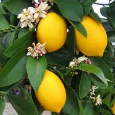 Citrus improved meyer lemon 